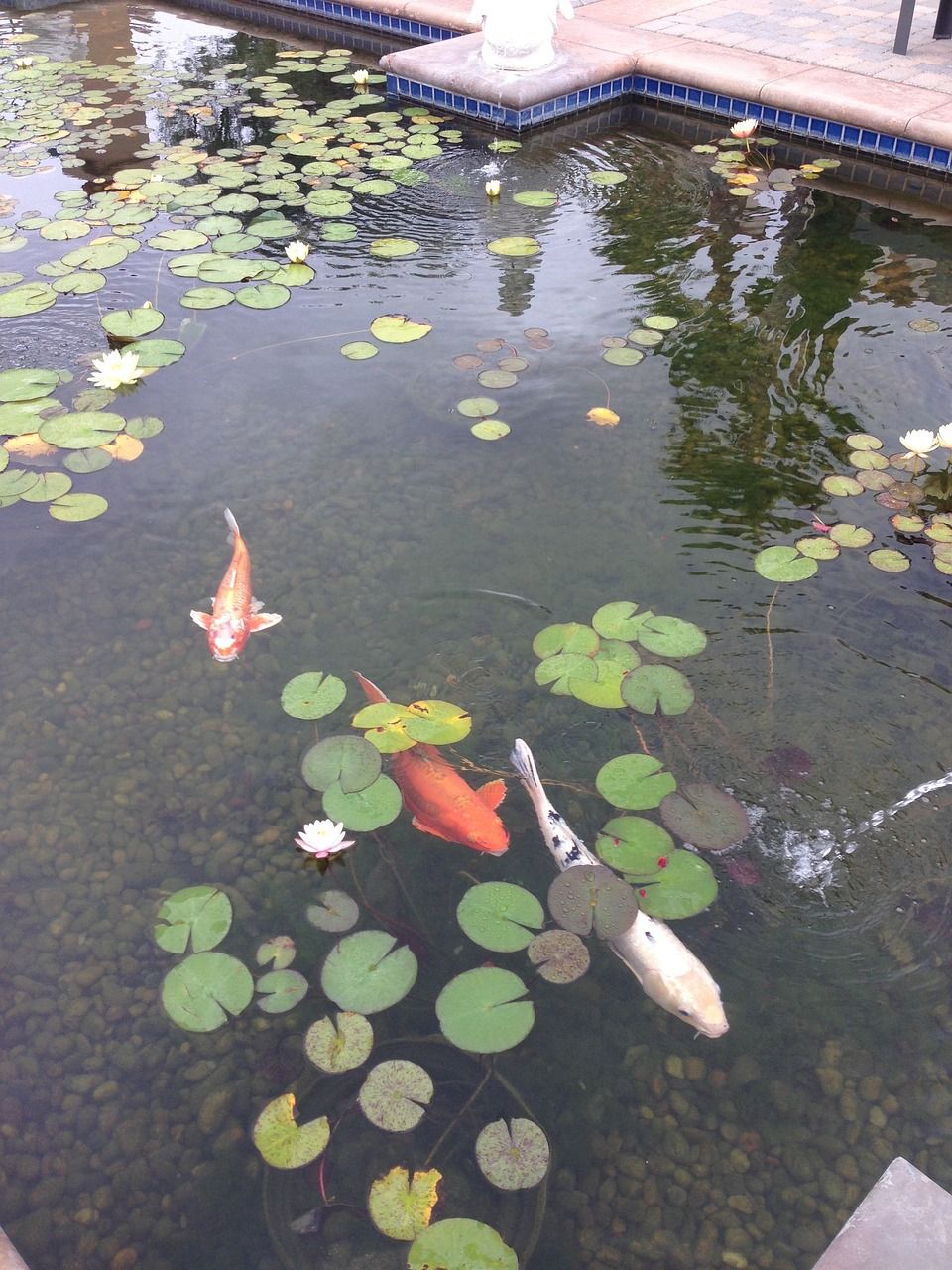 植物可以吸收鱼缸的氨氮吗（挺水植物吸收氨氮排行） 大湖红龙鱼