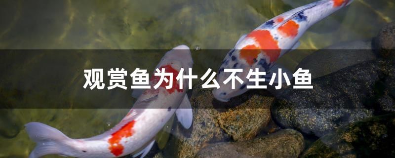 青岛海水鱼缸造景图片欣赏高清（ 青岛水族馆攻略） 海水鱼