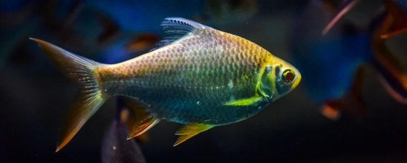 鱼缸缺氧鱼是什么反应缺氧有哪些原因 红化白子银龙
