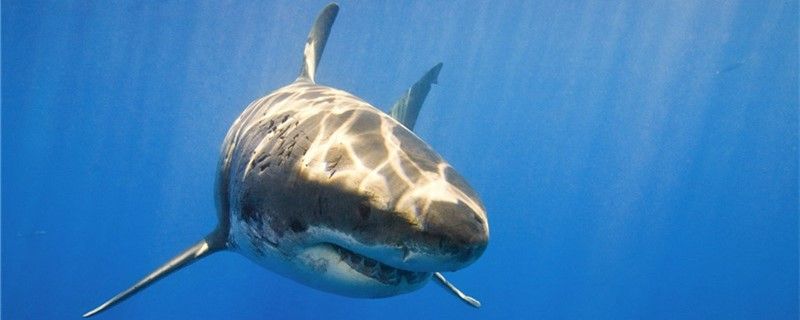 鲨鱼有多少牙齿有几排牙齿