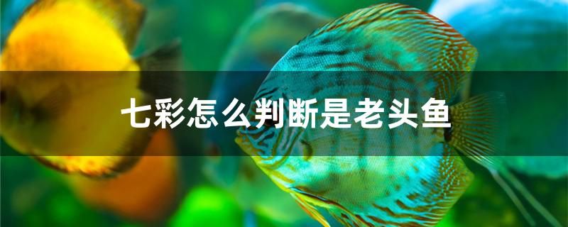 七彩怎么判断是老头鱼 马来西亚猫山王榴莲