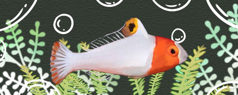 白鹦哥鱼好养吗怎么养 红龙专用鱼粮饲料