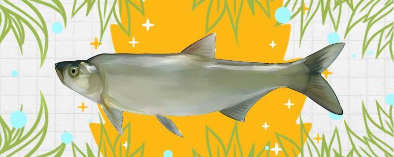 岛子鱼是什么鱼能养殖吗 大白鲨鱼