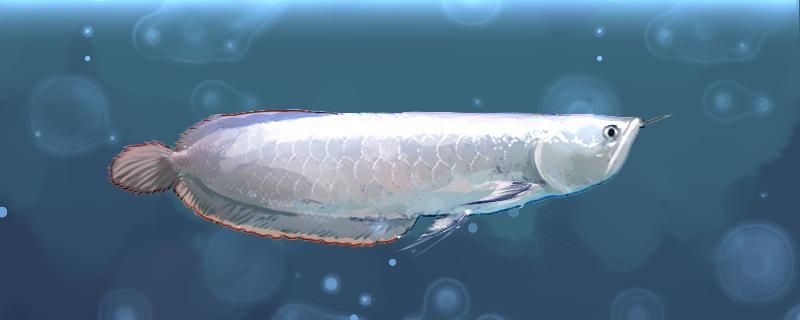 3年银龙鱼能长多大怎么养长得快 细线银板鱼苗