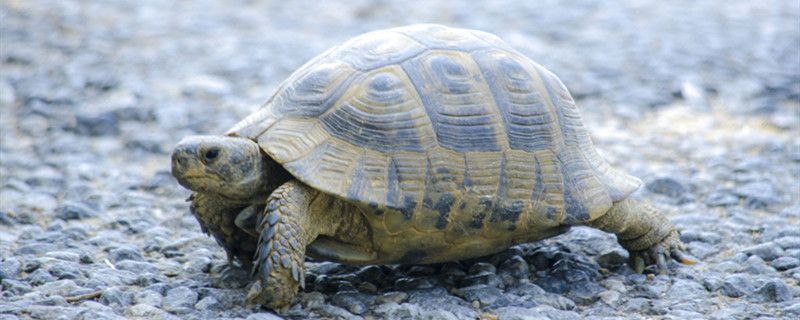 龟能活一万年吗为什么龟活得久 胭脂孔雀龙鱼