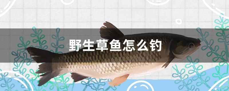 野生草鱼怎么钓 广州水族器材滤材批发市场
