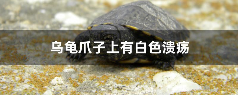 乌龟爪子上有白色溃疡怎么办 广州水族器材滤材批发市场
