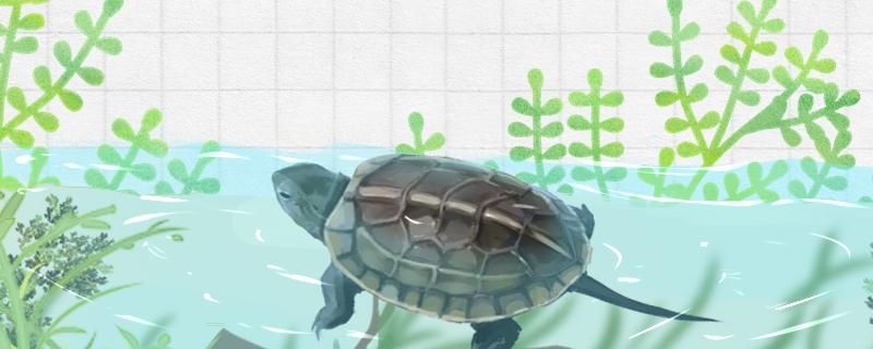 10cm的草龟是多少年的怎么养长得大 祥龙龙鱼专用水族灯