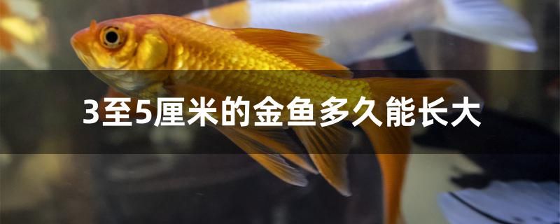 3至5厘米的金鱼多久能长大