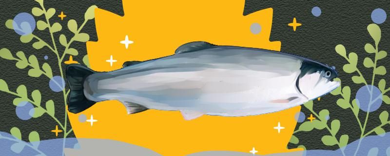 三文鱼是金枪鱼吗和金枪鱼有什么区别 南美异型鱼