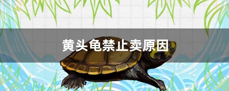 黄头龟禁止卖原因 其它水族用具设备