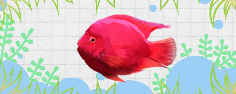 红元宝鹦鹉鱼好养吗怎么养 印尼虎苗