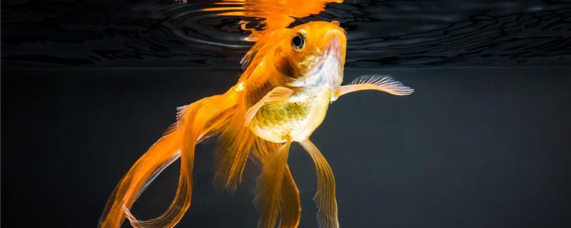 观赏鱼腹水病的急救方法是什么如何预防腹水病 黄金鸭嘴鱼