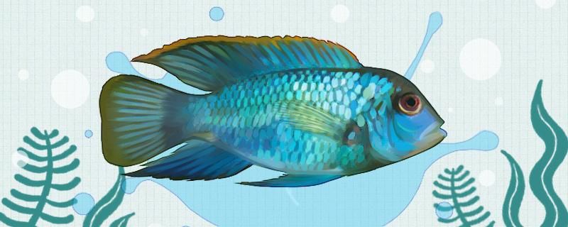 蓝宝石鱼怎么分公母 黄金鸭嘴鱼