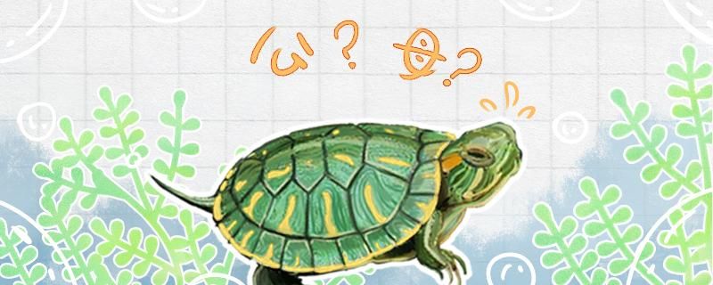 如何辨别乌龟公母 文玩
