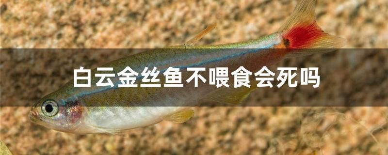 白云金丝鱼不喂食会死吗 热带鱼鱼苗批发