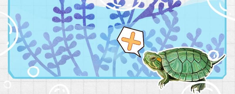 巴西红耳龟是深水龟吗水位多高合适