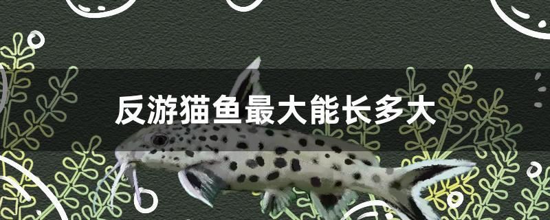 反游猫鱼最大能长多大 广州水族器材滤材批发市场