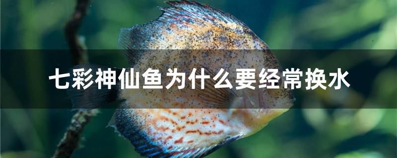七彩神仙鱼为什么要经常换水 泰庞海鲢鱼