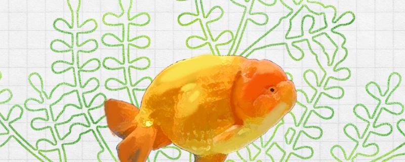 兰寿金鱼喜欢什么水质喜欢什么食物