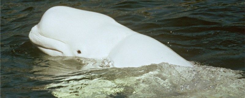 白鲸有多大多大算成年 女王大帆鱼