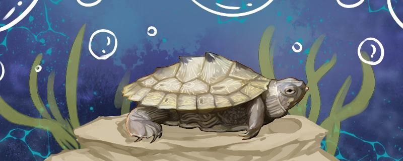 地图龟可以和草龟一起养吗可以和巴西龟一起养吗 图腾金龙鱼
