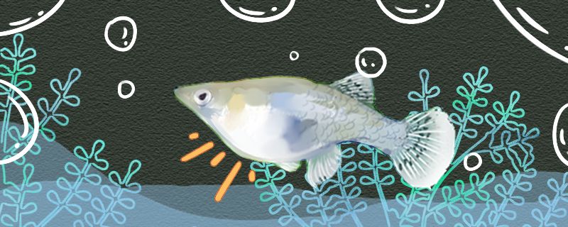 食蚊鱼什么时候生小鱼生小鱼的前兆是什么