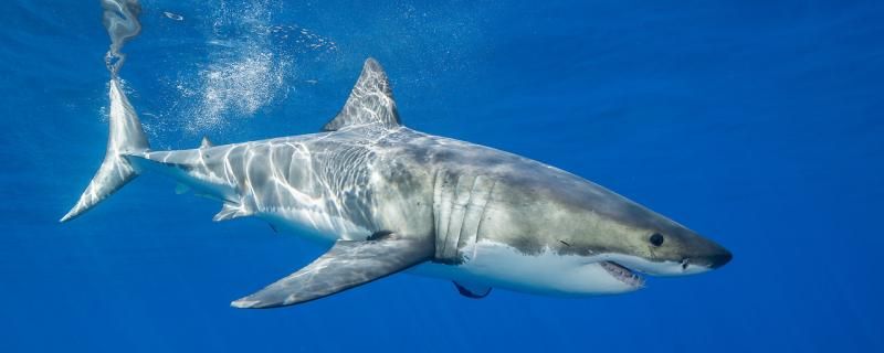 鲨鱼的牙齿可以无限生长吗 鱼缸水泵