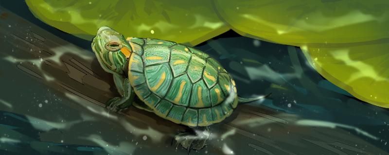 巴西龟龟壳上翘怎么办换壳要注意什么