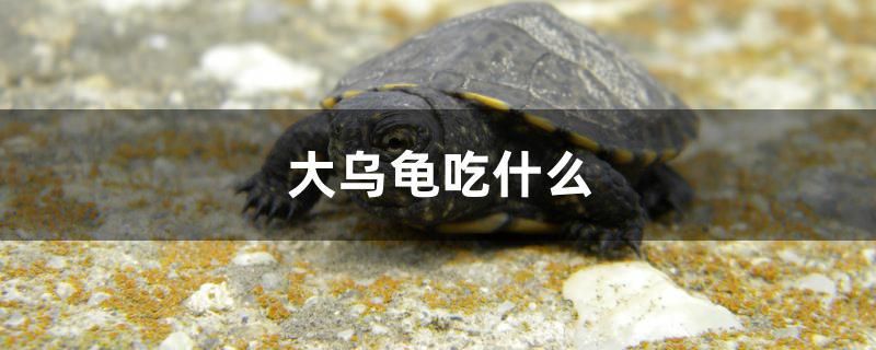 大乌龟吃什么 七彩神仙鱼
