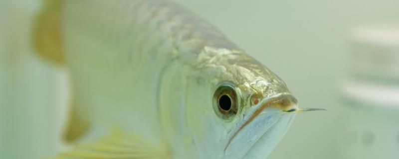 金龙鱼每天开灯多长时间每天打氧多长时间 祥龙龙鱼鱼粮