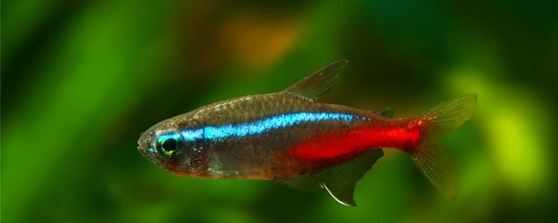 40厘米的鱼缸养多少条红绿灯怎么养