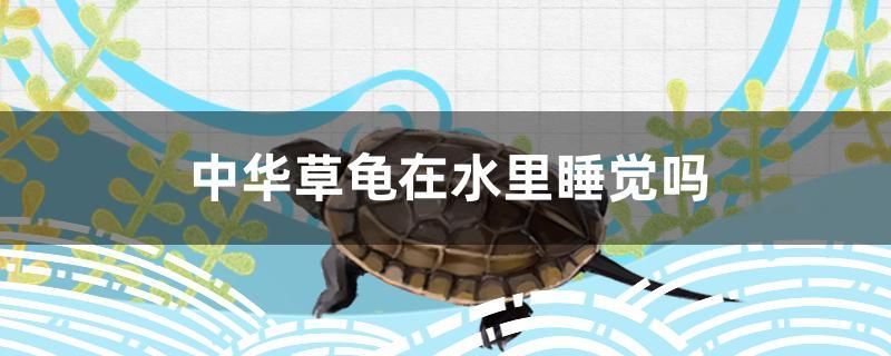中华草龟在水里睡觉吗 印尼小红龙