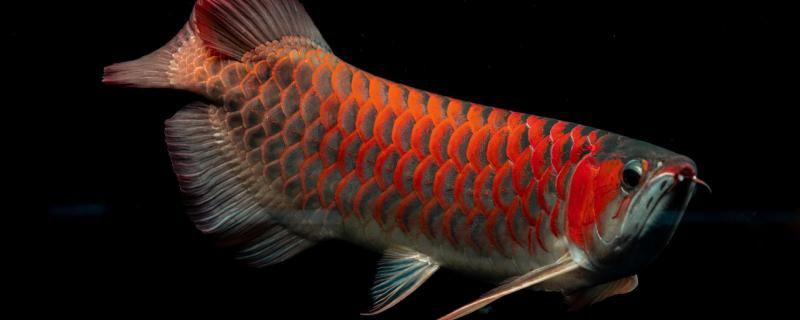 红龙鱼能长多大红龙鱼怎么养 稀有金龙鱼
