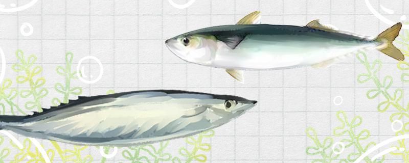 青条鱼和秋刀鱼是不是一个品种有什么区别