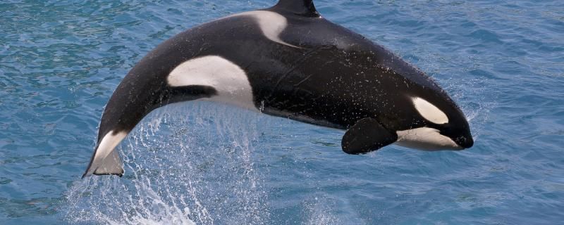 虎鲸是什么动物水生哺乳动物有哪些