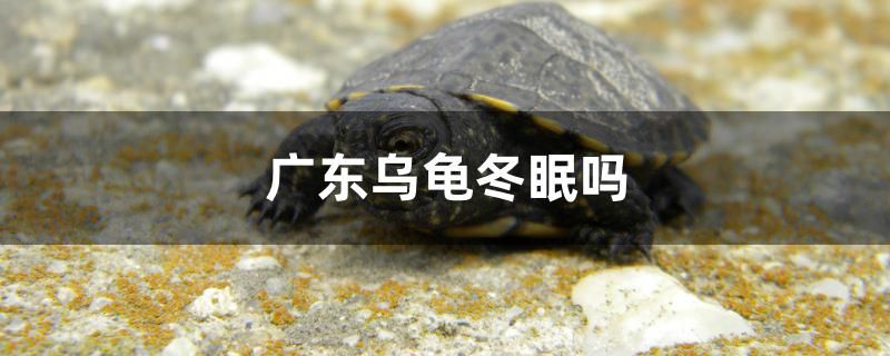 广东乌龟冬眠吗