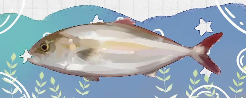 章红鱼是深海鱼吗能养殖吗 三色锦鲤鱼