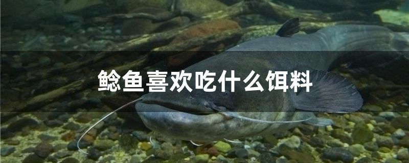 鲶鱼喜欢吃什么饵料 广州龙鱼批发市场