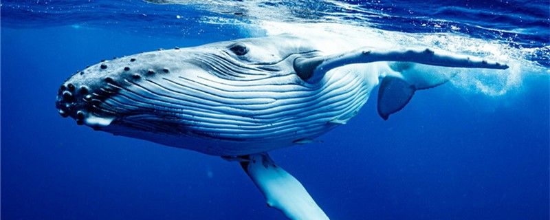 鲸鱼会跳出海面吗为什么会跳出海面 其它水族用具设备