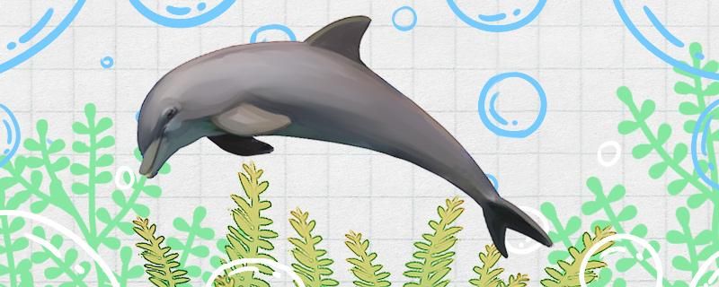 海豚为什么是大白鲨的天敌海豚有天敌吗