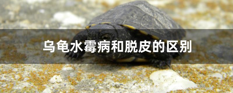 乌龟水霉病和脱皮的区别 充氧泵