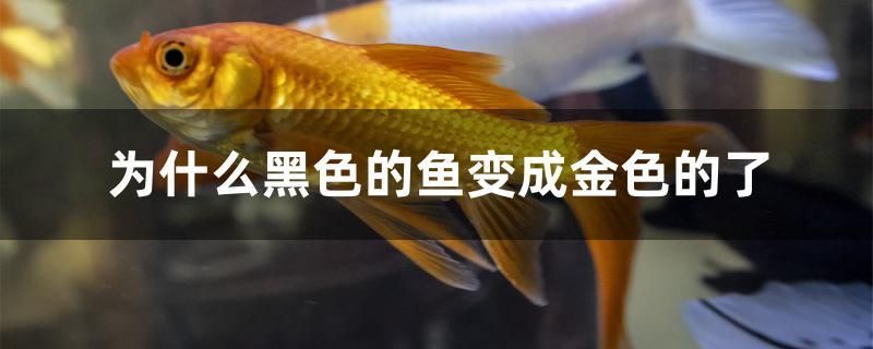 为什么黑色的鱼变成金色的了 帝王迷宫鱼