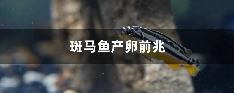 斑马鱼产卵前兆 黄宽带蝴蝶鱼