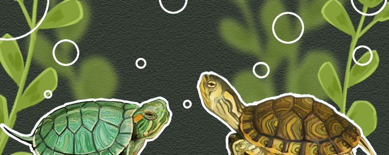 黄耳龟和巴西龟的区别是什么能一起养吗 黄吉金龙（白子金龙鱼）
