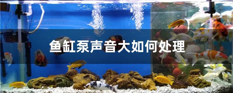 鱼缸泵声音大如何处理 广州观赏鱼批发市场