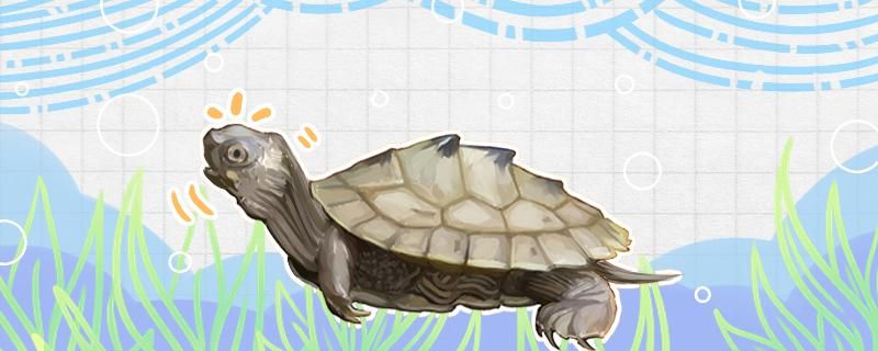 养地图龟要多深水用什么水