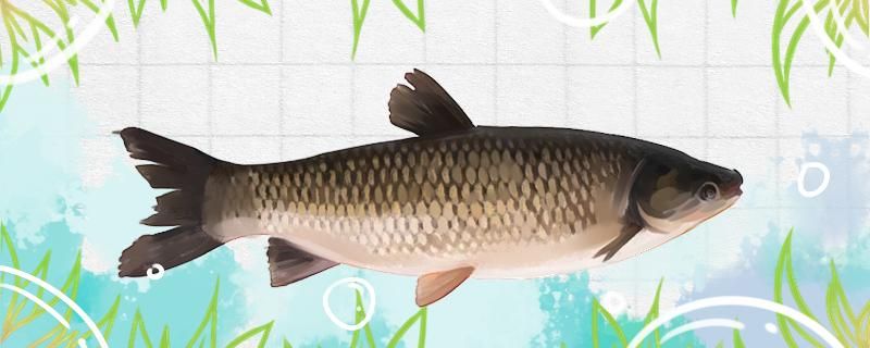 草鱼生活在水的哪一层喜欢吃什么