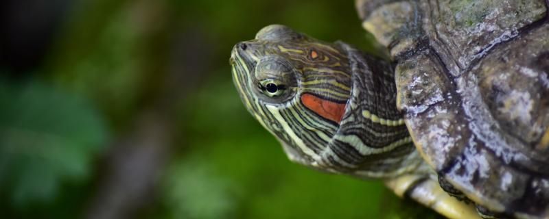 巴西龟能养到多大能活多久