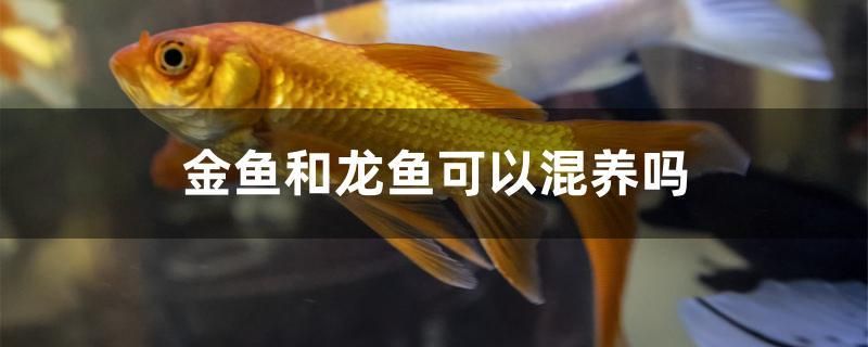 金鱼和龙鱼可以混养吗 短身红龙鱼